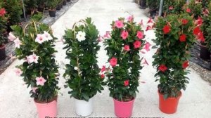 Дипладения ампельная или мандевилла — уход в домашних условиях