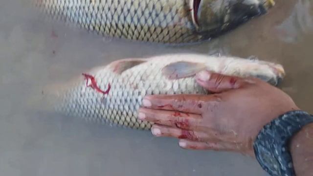 MY FISHING FOR CARP TODAY смотреть онлайн