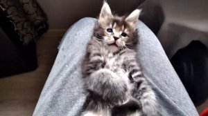 Мейн кун полидакт, котёнок с 6 пальцами и огромными лапами   ?