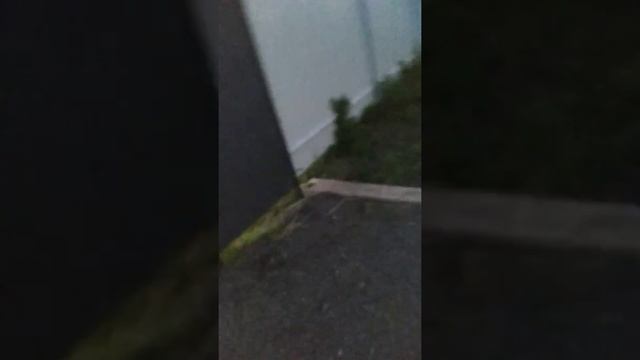 Возвращение красоты на даче