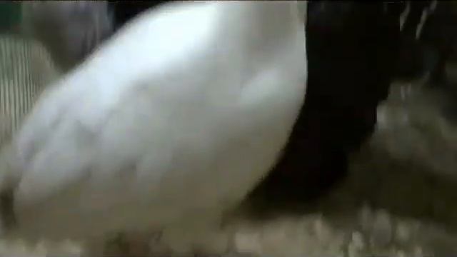 Ферментационная подстилка для животных смотреть онлайн