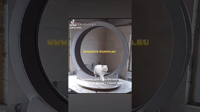 Беговые колеса для кошек. Производство и продажа. Двухцветное исполнение: белый обод и серый трек смотреть онлайн