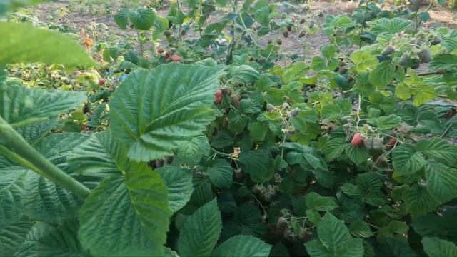Вже є перші ягоди малини Ляшка. Малина @Alexey.03 Laszka польський сорт малини Лячка. Врожай малин смотреть онлайн