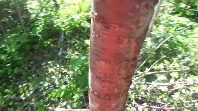Спасаем кору дерева ТОПОРОМ срубая поражонные части коры и Красим краской ПРОТИВ РЖАВЧИНЫ. смотреть онлайн