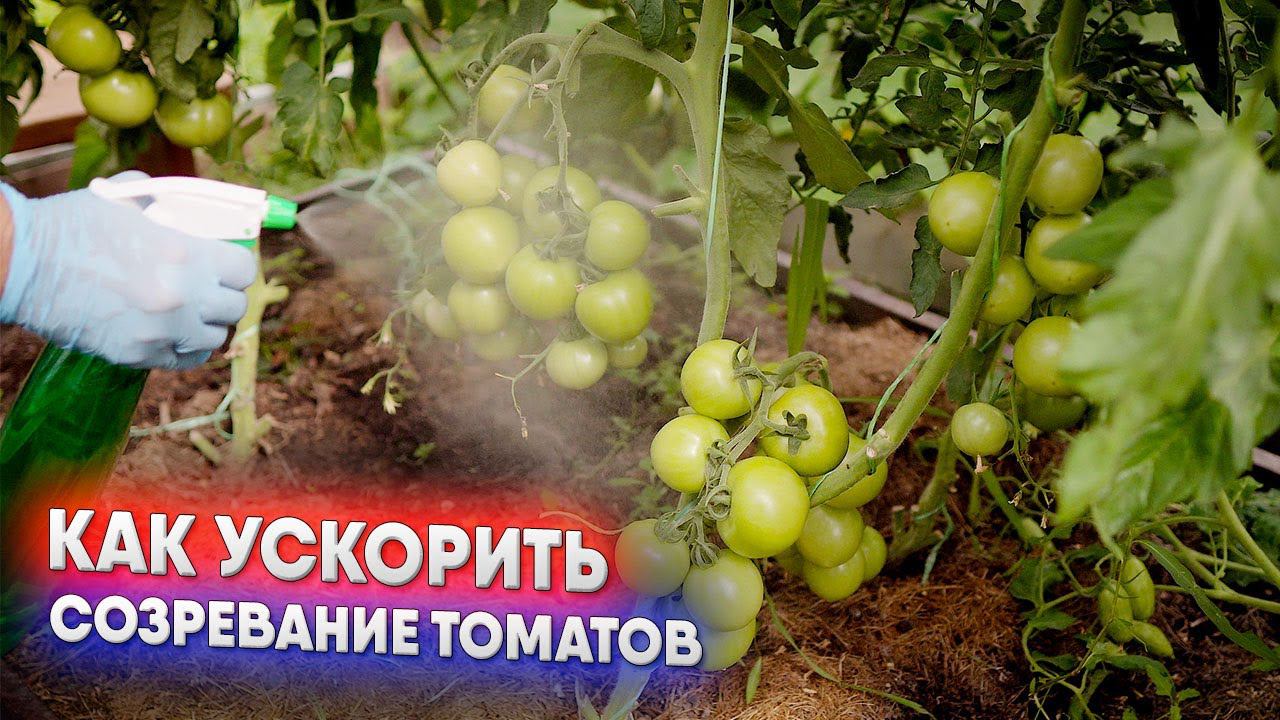 Как ускорить созревание томатов