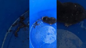 Дача как хобби. Крот как домашнее животное. #крот