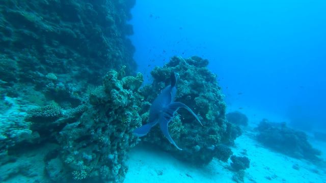 Safari 2018, day 5, May, 10th, Panorama смотреть онлайн