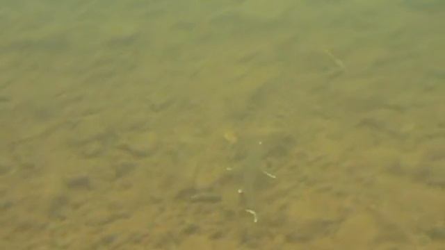 стерлядь смотреть онлайн