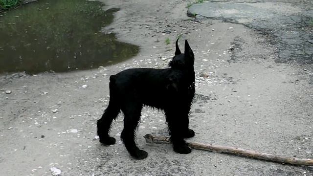 Роман-Кош Икиру Шин. Гомель смотреть онлайн