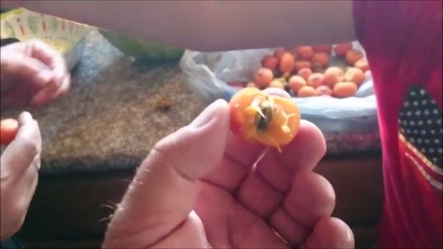 Тест на вкус плодов пальмы пиндо смотреть онлайн