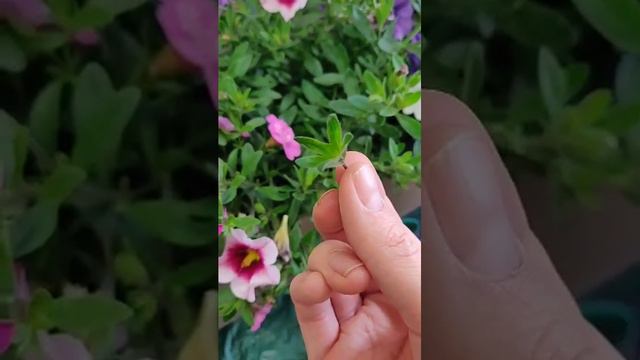 Как ухаживать за петунией