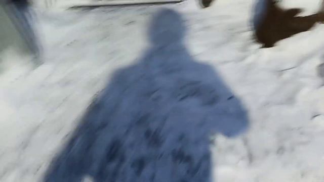 Пытаюсь выманить соседского щенка, но её вскоре забрал хозяин смотреть онлайн