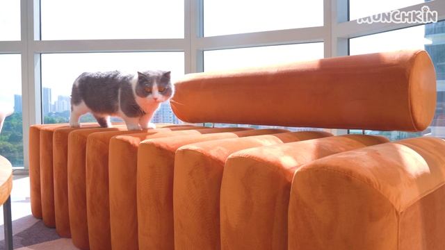 Detective Cat Sniffs Out Hidden Snacks! смотреть онлайн