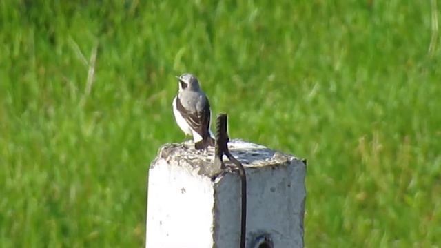 Кам'янка звичайна (UA), Oenanthe oenanthe (EN), Обыкновенная каменка (RU) смотреть онлайн