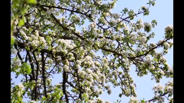 Где ж ты мой сад.mp4 смотреть онлайн