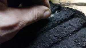 КАМНЕЛОМКА. как посеять камнеломку на рассаду. ПРОСТОЙ СПОСОБ вырастить камнеломку посев семенами