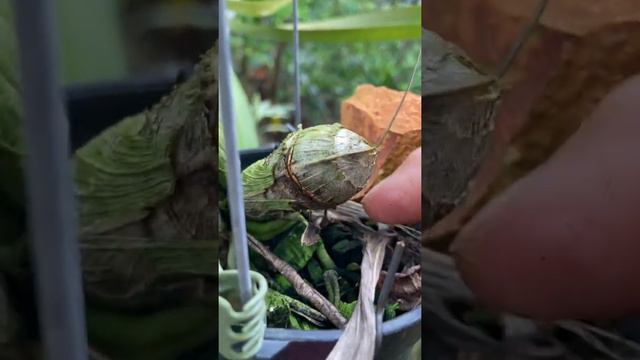 May 2, 2022 Orquidea Catasetum Maculatum Florecida 🤩 смотреть онлайн