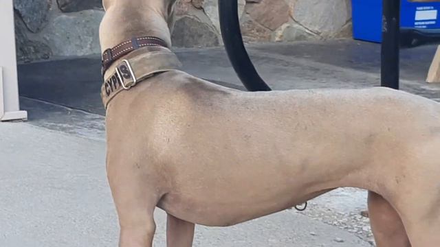 Stella 7 month old Thai Ridgeback puppy смотреть онлайн