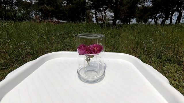 Роза в аммиаке. Rose in ammonia. смотреть онлайн
