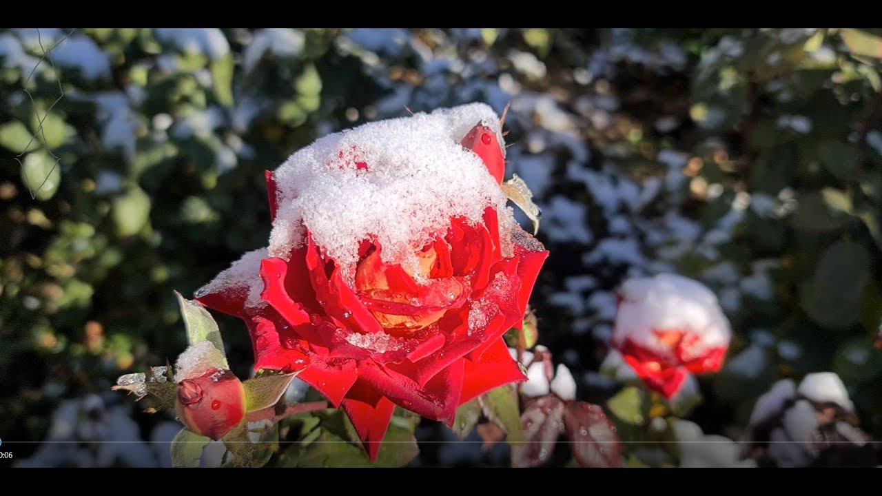 Зимует всё отлично! РОЗЫ. КЛЕМАТИСЫ. ГОРТЕНЗИИ. смотреть онлайн