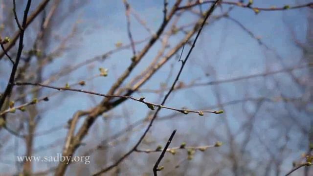 Вишня обрезка Урок 19 видеокурса Обрезка плодовых деревьев - Уроки Николая Рабушко. смотреть онлайн