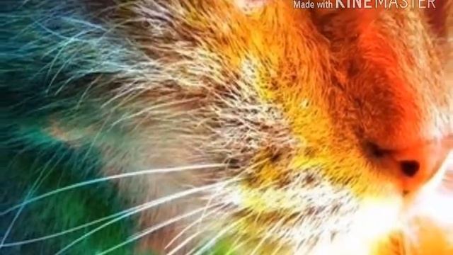 Животные няшки - милашки смотреть онлайн