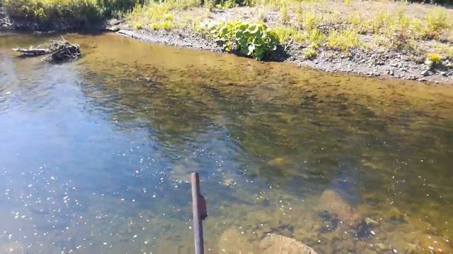Я тут мимо проходил №2. Ход горбуши / Pink Salmon spawning смотреть онлайн