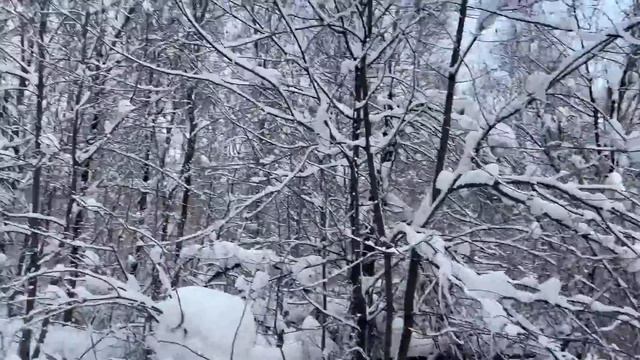 VLOG: Гуляем с жеребятами / КОНЬ РАЗБИЛ камеру... смотреть онлайн