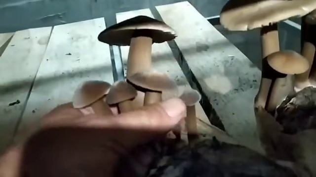 Collybiia Albuminosa/Ксерула/ Джи зонг/ч-2 смотреть онлайн
