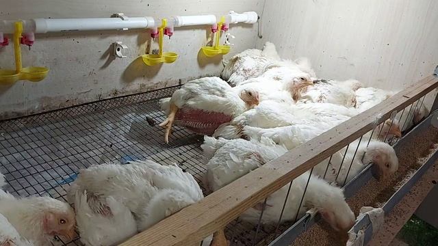 Кормление бройлеров комбикормом.Моя схема кормления для хорошего роста. Бройлеры Арбор Айкрес смотреть онлайн