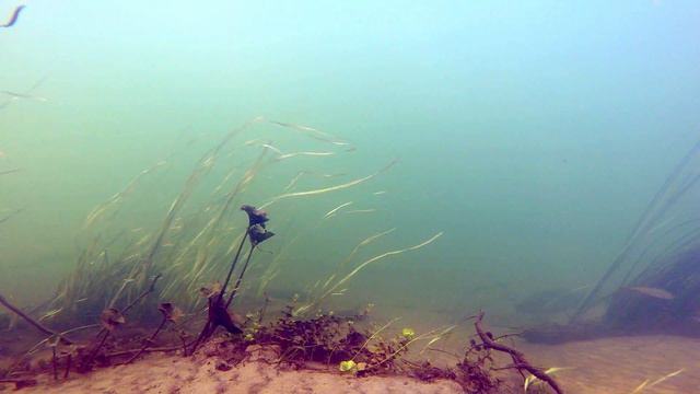 Underwater nature. смотреть онлайн