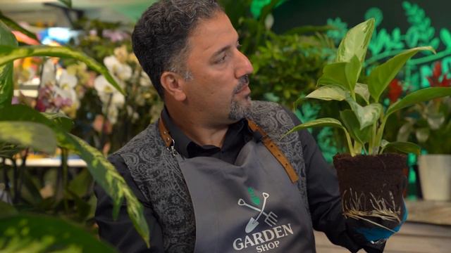 Aqlanemo və Diffenbaxiya bitkilərinin qulluq qaydaları | İlkin və Huseyn Sultanov | Gül Kimi смотреть онлайн