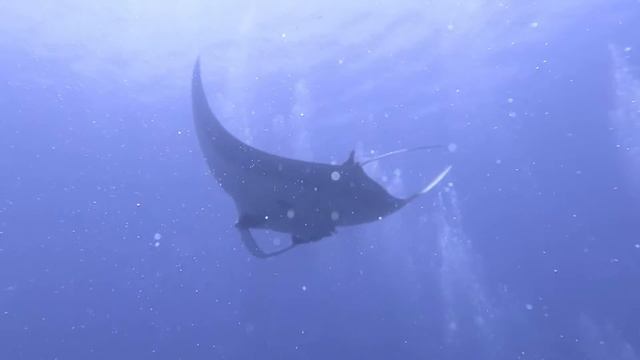 Koh Bon Manta Ray of Canon G7X смотреть онлайн