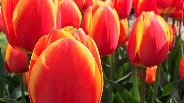 Flores смотреть онлайн