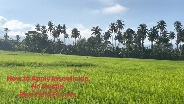 How to Apply Insecticide Easy No Hustle | Ricefield Farmer смотреть онлайн