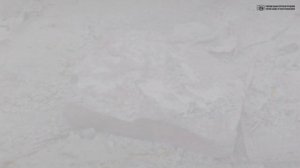 Бокоплав, он же гаммарус, он же мормыш, в аквариуме. Питательный корм или питомец. // Clever Cricke