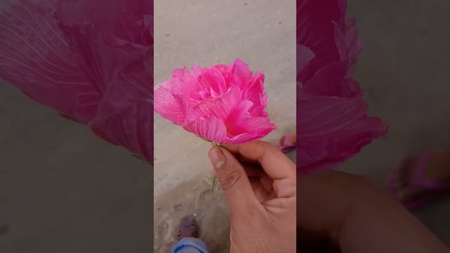 Beautiful Flowers Photo🥰🥰 Collection \\ Amazing Flowers In The World #pk_Talent_state #garden #ফুল смотреть онлайн