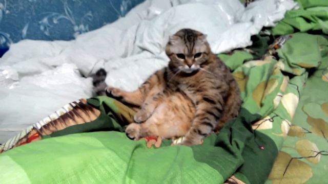 Почему коты сидят на жопе ровна и лежат на спине как люди смотреть онлайн