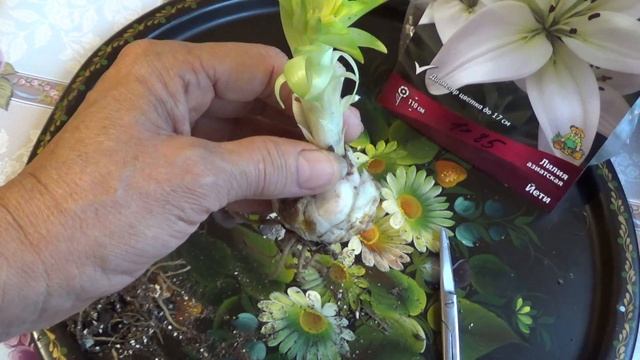 Мой "секретный" способ посадки лилий. смотреть онлайн