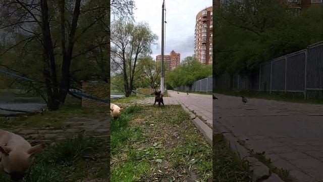 длинношерстный чихуахуа шоколадного окраса в продаже девочка смотреть онлайн
