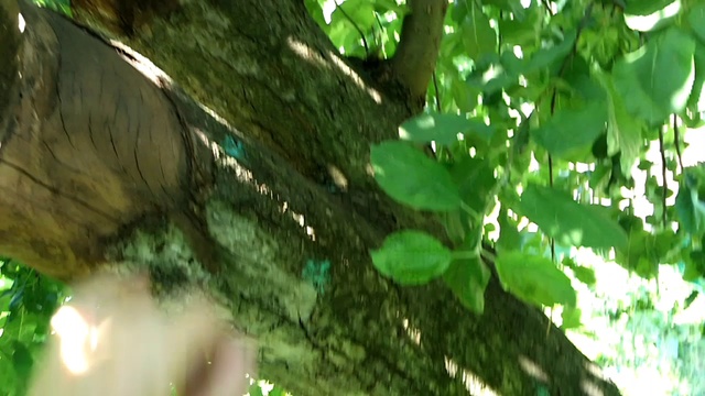 Video_20180630212115461_by_videoshow