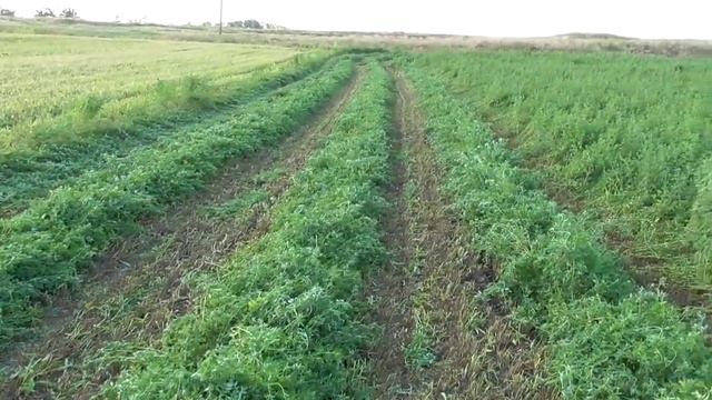 СЕНОКОС Роторной Косой WIRAX 1,65м и Трактором Т - 40АМ ! ПОКОС ЛЮЦЕРНЫ !