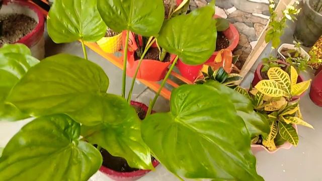 Alocasia Cucullata (Good Luck Plant) Care смотреть онлайн