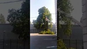 Обрезка каштана.