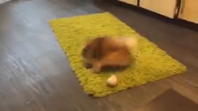 Бешеный шпиц Spitz Crazy