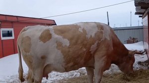 Вопрос-ответ Как запустить корову?Существует два способа