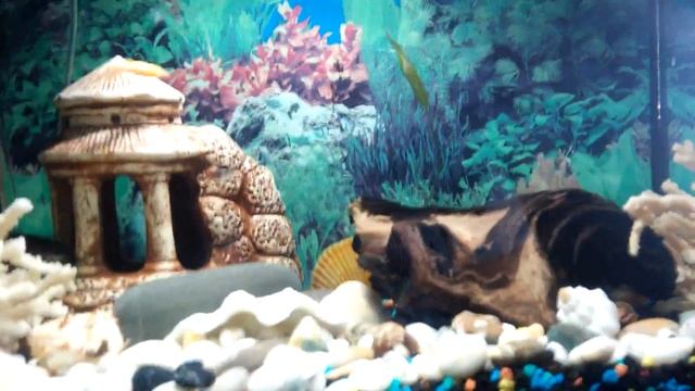 Всё о Данио и их содержание смотреть онлайн