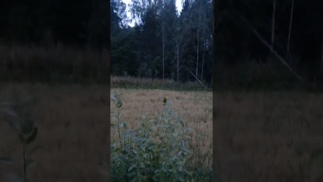 Охота на медведя на овсах, выход небольшого медведя на поляну (Архив 2020 г.) смотреть онлайн