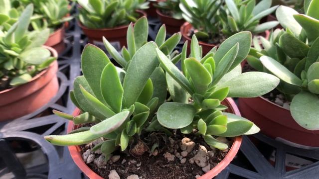 Crassula Atropurpurea Var Watermeyer 多肉植物圖鑑 小水刀