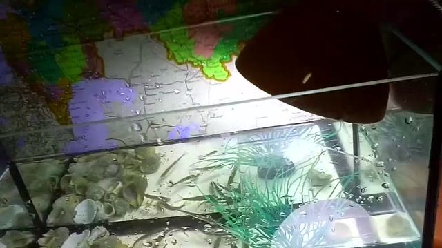 Как ухаживать за речными рыбками в аквариуме #1 смотреть онлайн